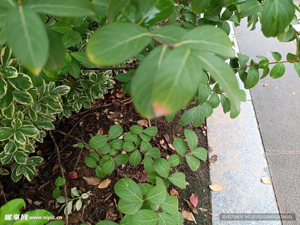 路边绿植景观