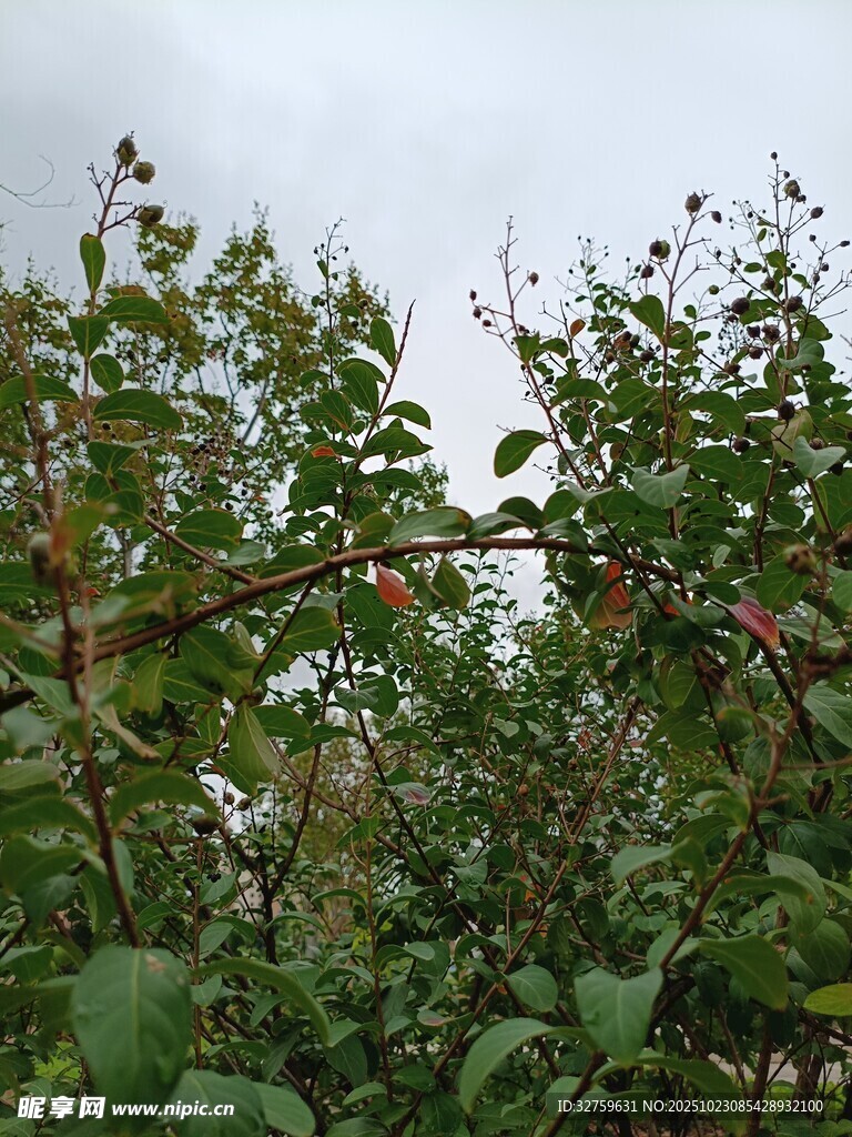 果园绿植与挂果景象
