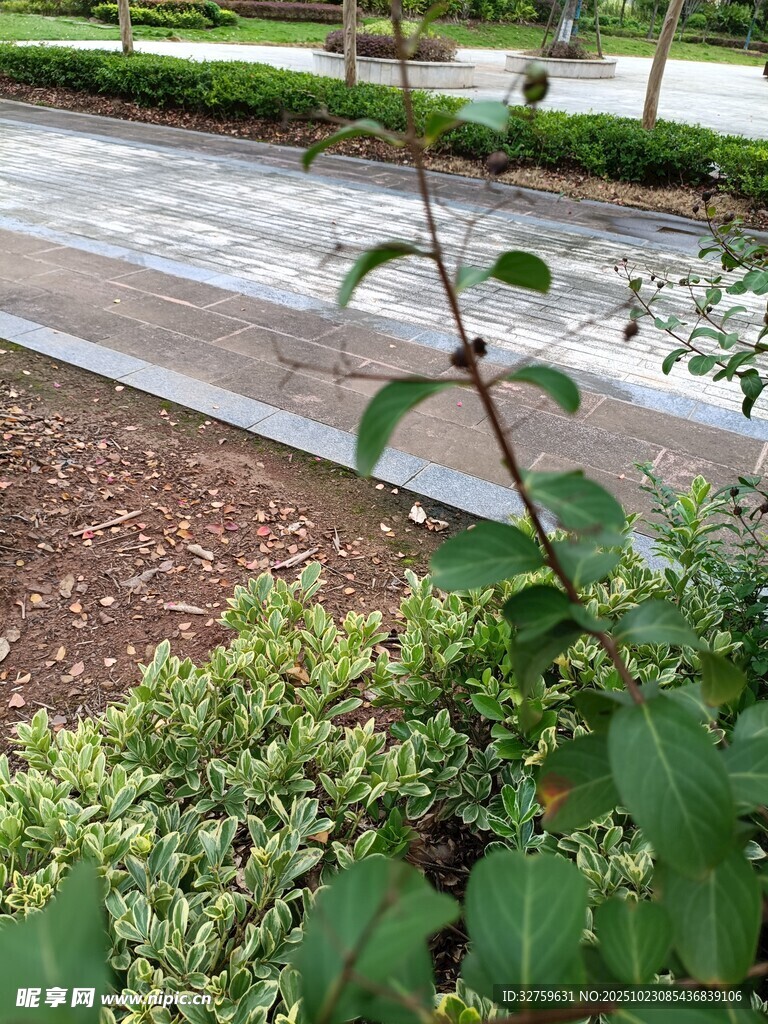 庭院绿植景观一角