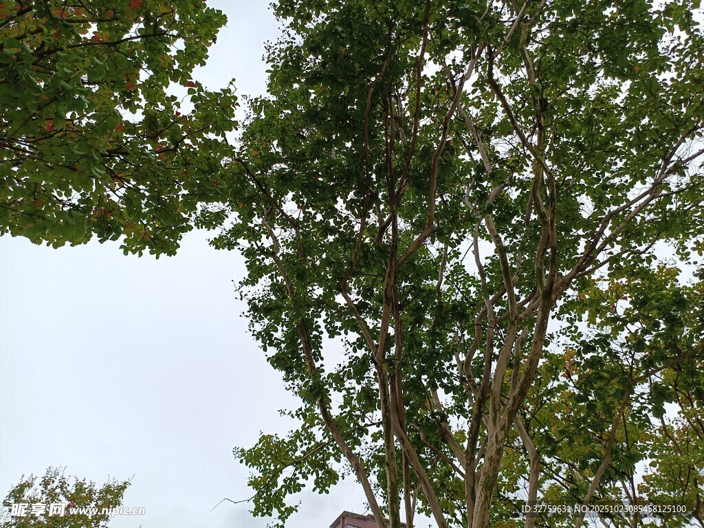 绿叶繁茂的树木景观