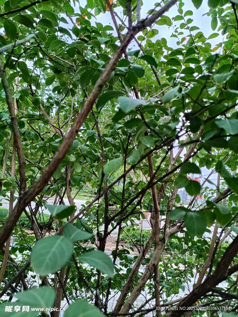 繁茂枝叶中的自然景致