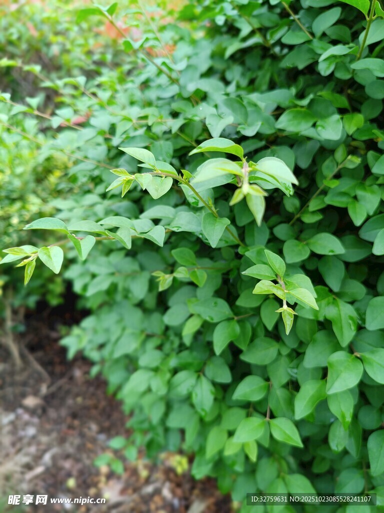 绿叶繁茂的植物景观