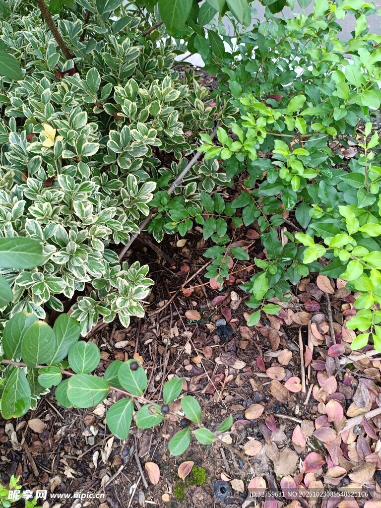 花园中的绿植与碎石景观