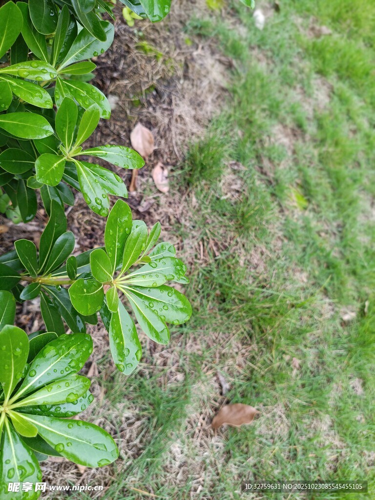 绿叶与草地的自然景致