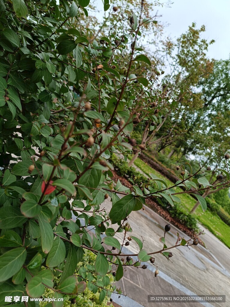 绿叶环绕的户外景象