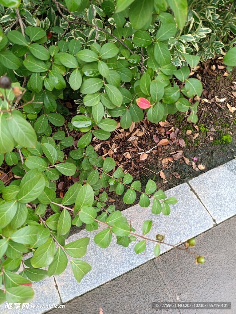 路边绿植景观