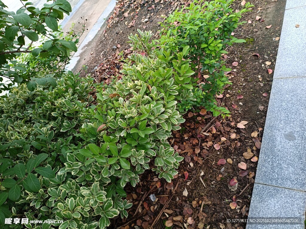 路边绿植景观