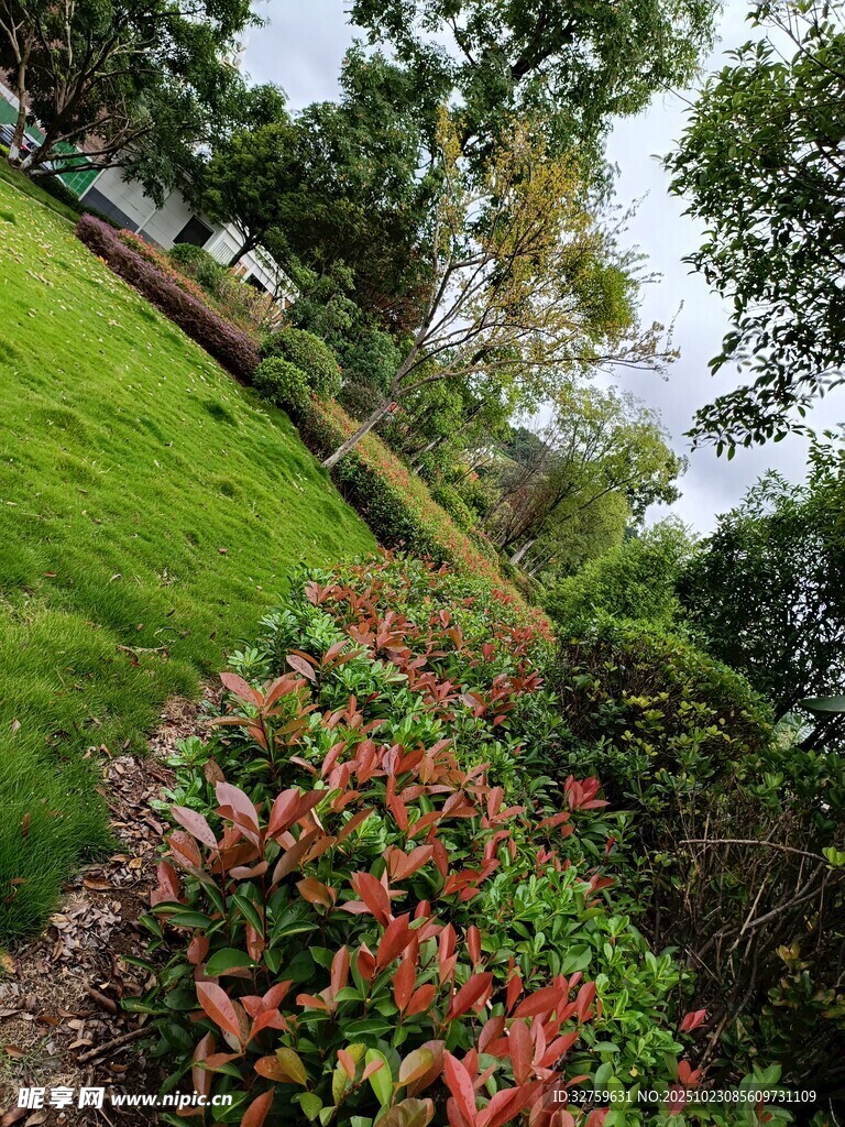 绿意盎然的山坡植物景观