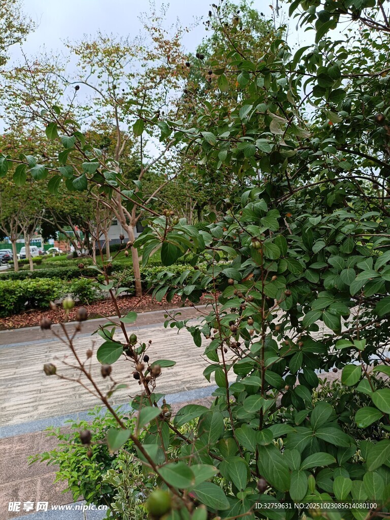 绿意盎然的园林景观