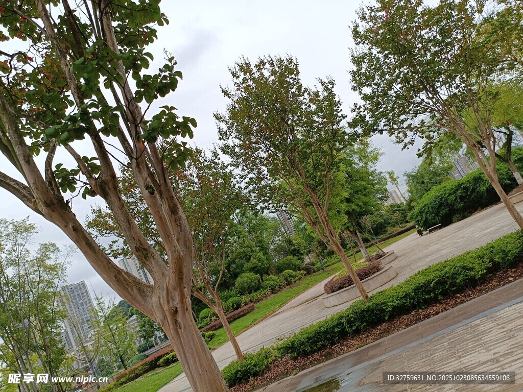 城市公园绿树景观