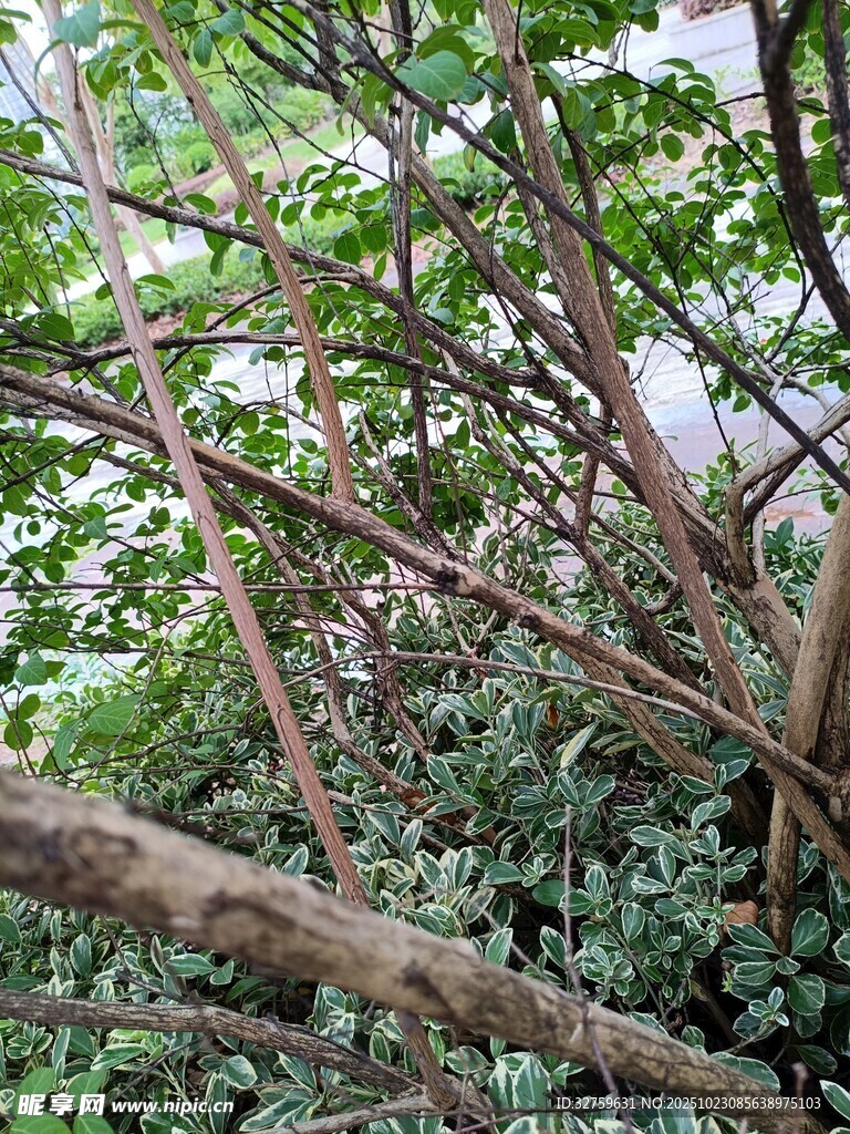 繁茂交错的树枝与绿叶