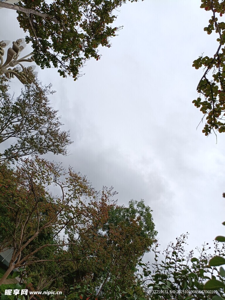 仰视天空下的繁茂树林