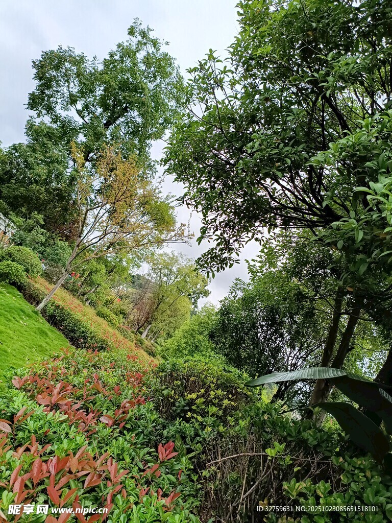 绿意盎然的花园景致