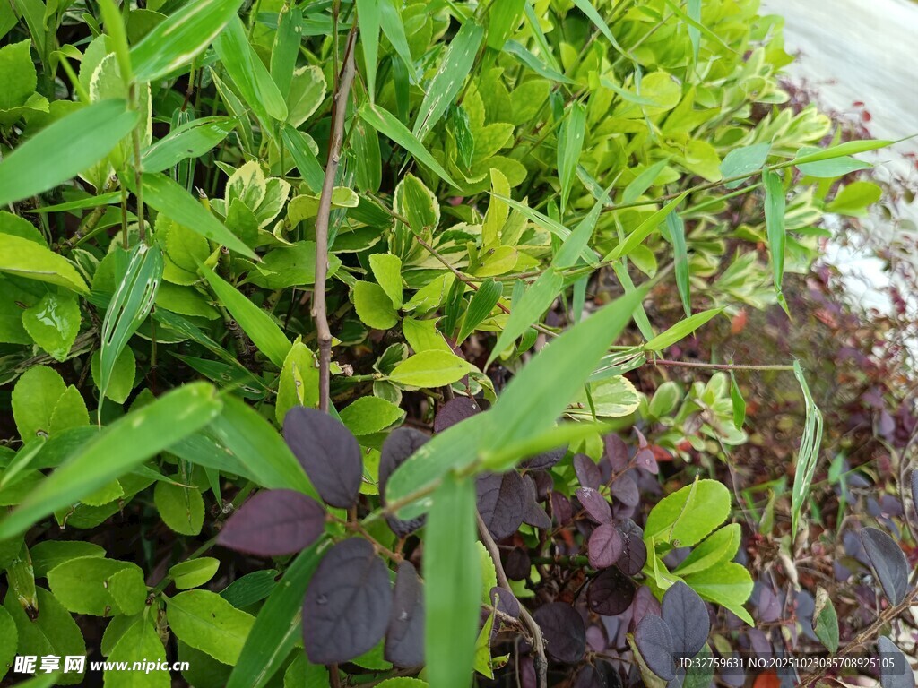 绿叶与紫叶植物景观
