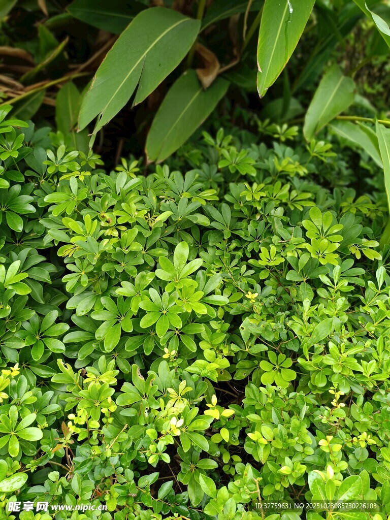 翠绿繁茂的地面绿植景观