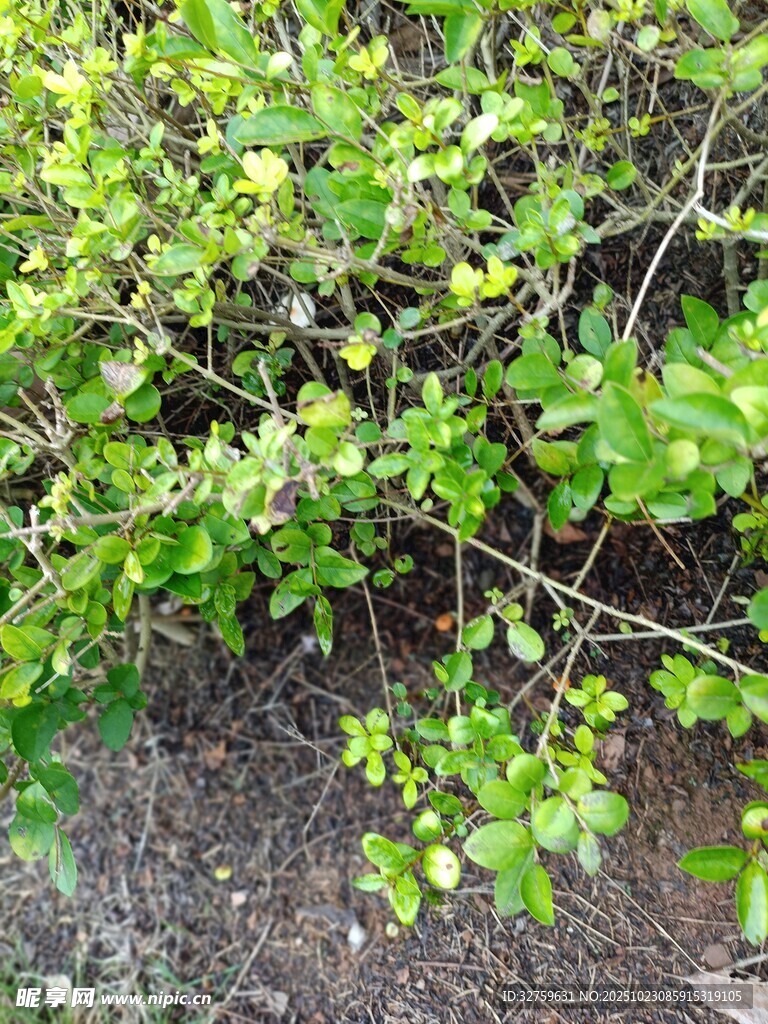 嫩绿枝叶繁茂的植物