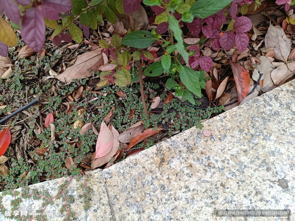 石边绿植与落叶景象