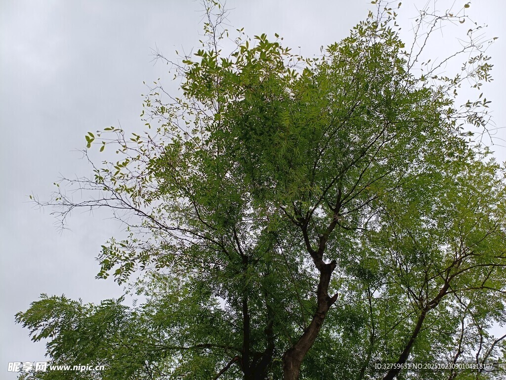 天空下的葱郁绿树