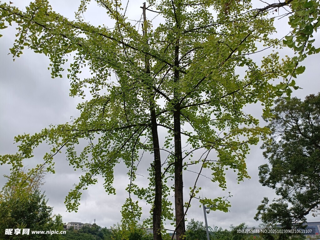 挺拔绿树展现盎然生机