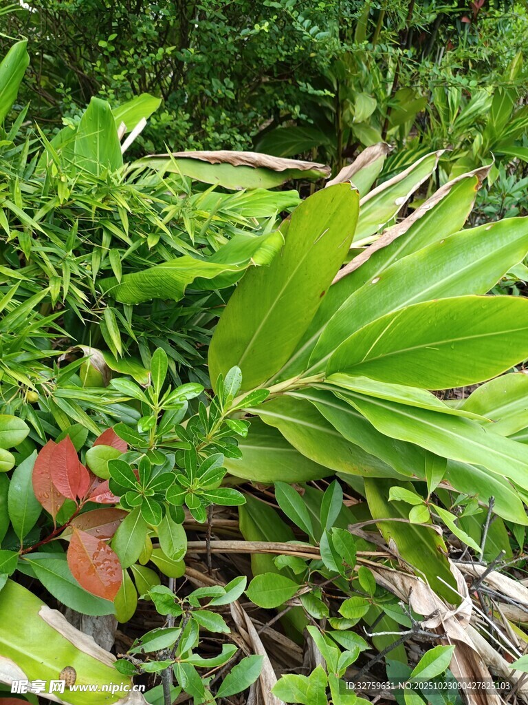 繁茂绿植展现自然生机