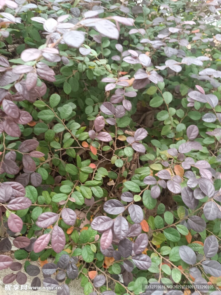 多彩叶片植物景观