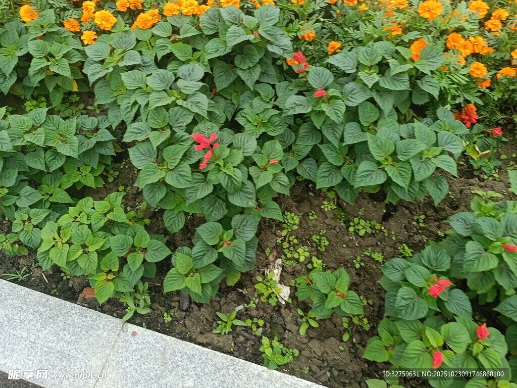 多彩花卉装点的绿植景观