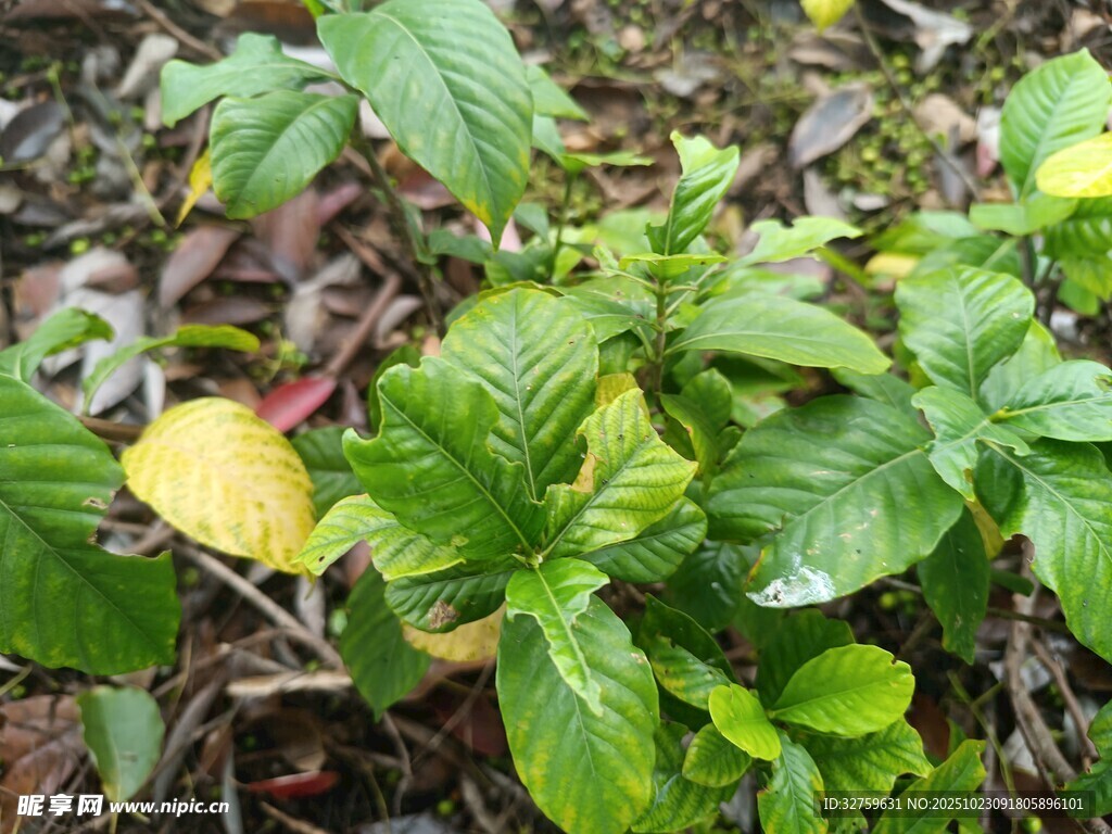 绿叶植物近景特写