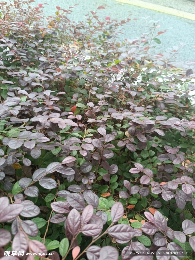 紫叶小檗植物景观