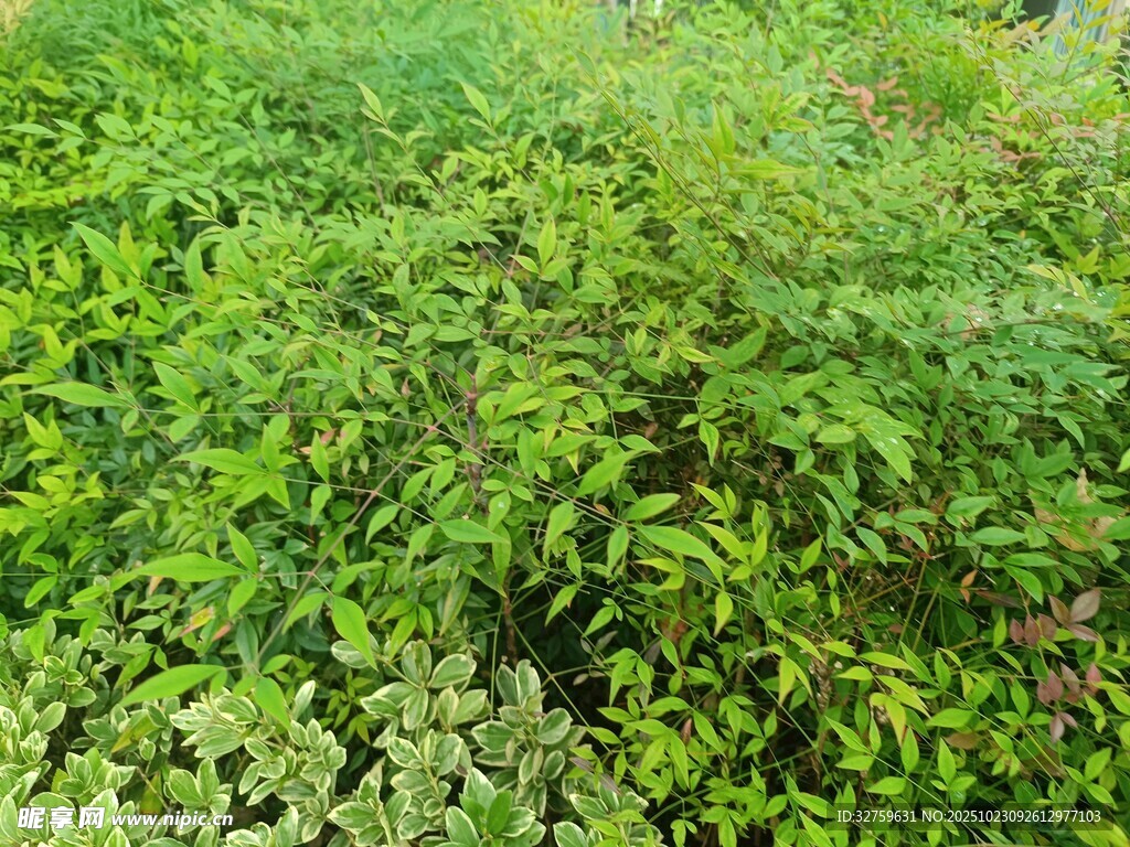 翠绿繁茂的植物景观