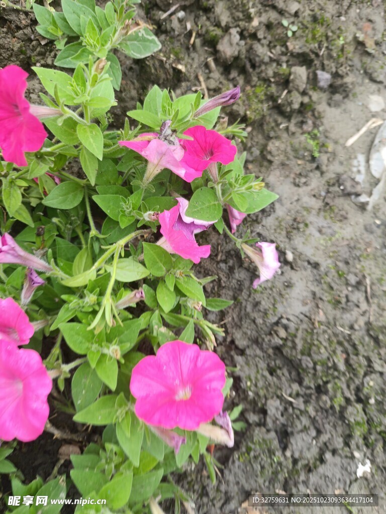 娇艳粉色矮牵牛绽放