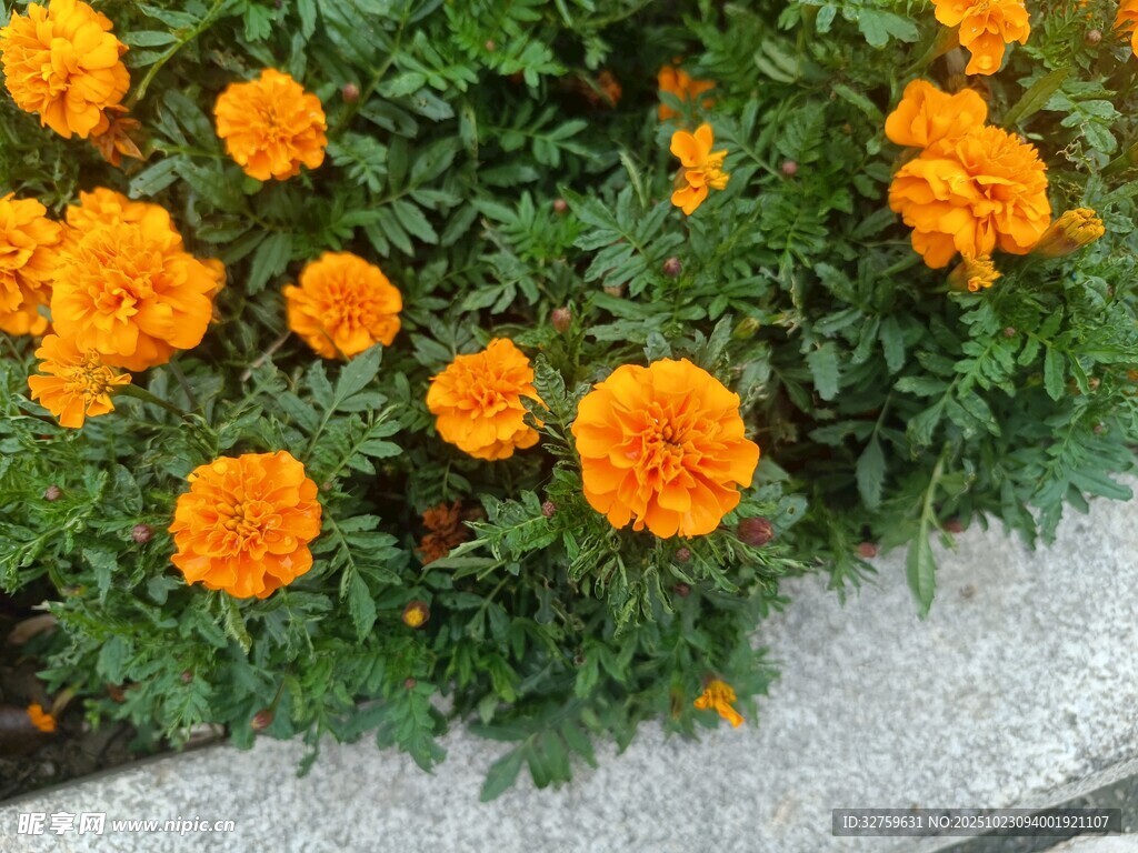 鲜艳橙色万寿菊绽放