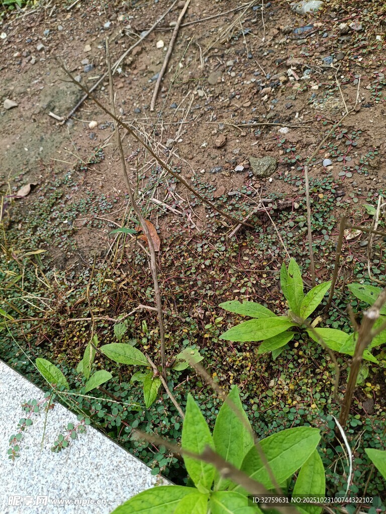 地面新生绿植