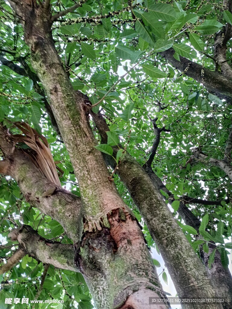 粗壮树干与繁茂枝叶