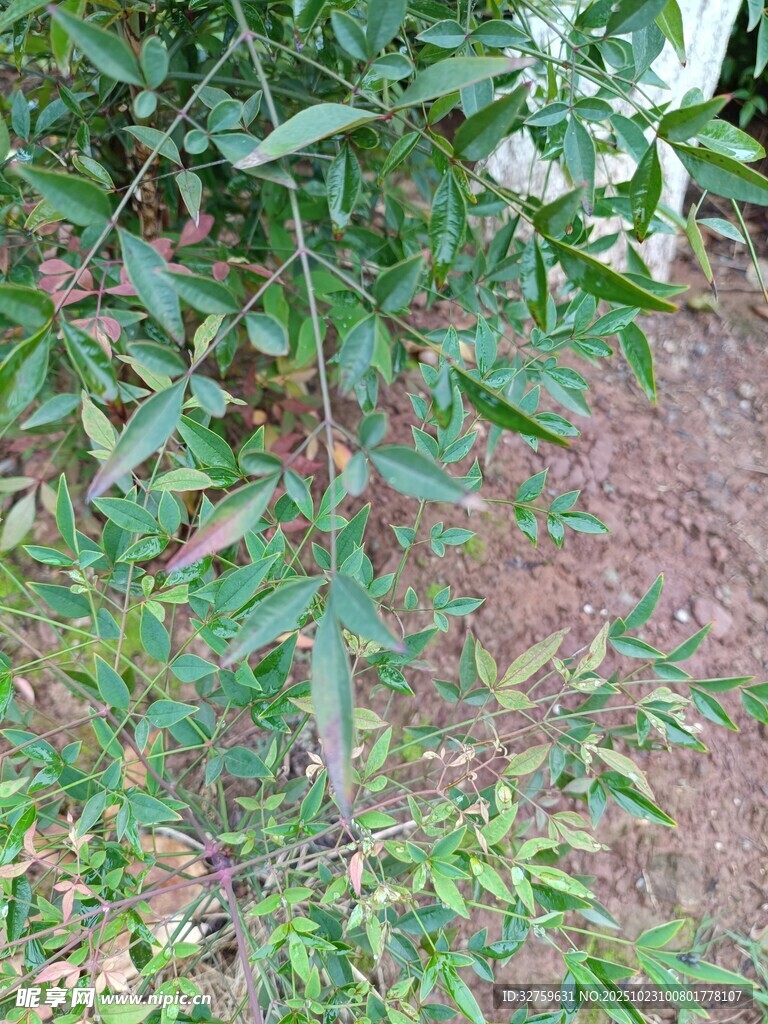 绿叶繁茂的植物