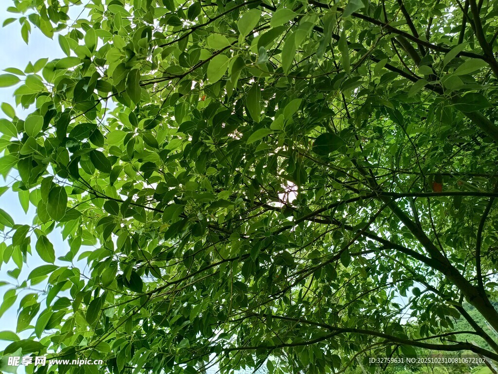 繁茂绿叶间的自然景致