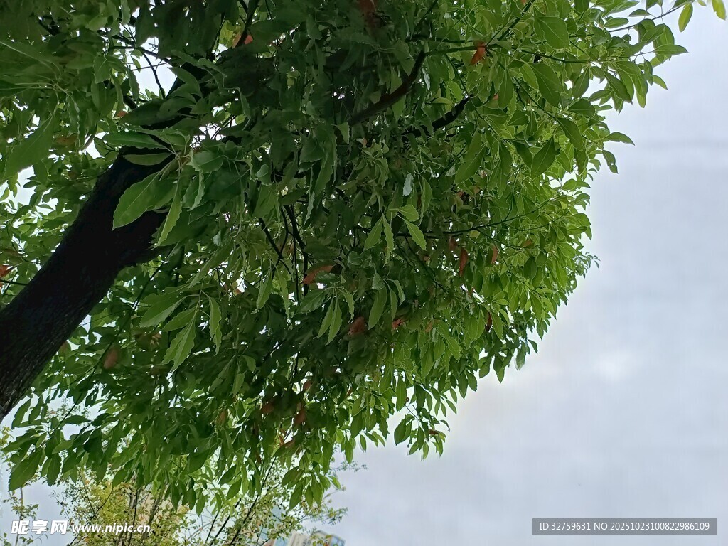 枝头绿叶映蓝天
