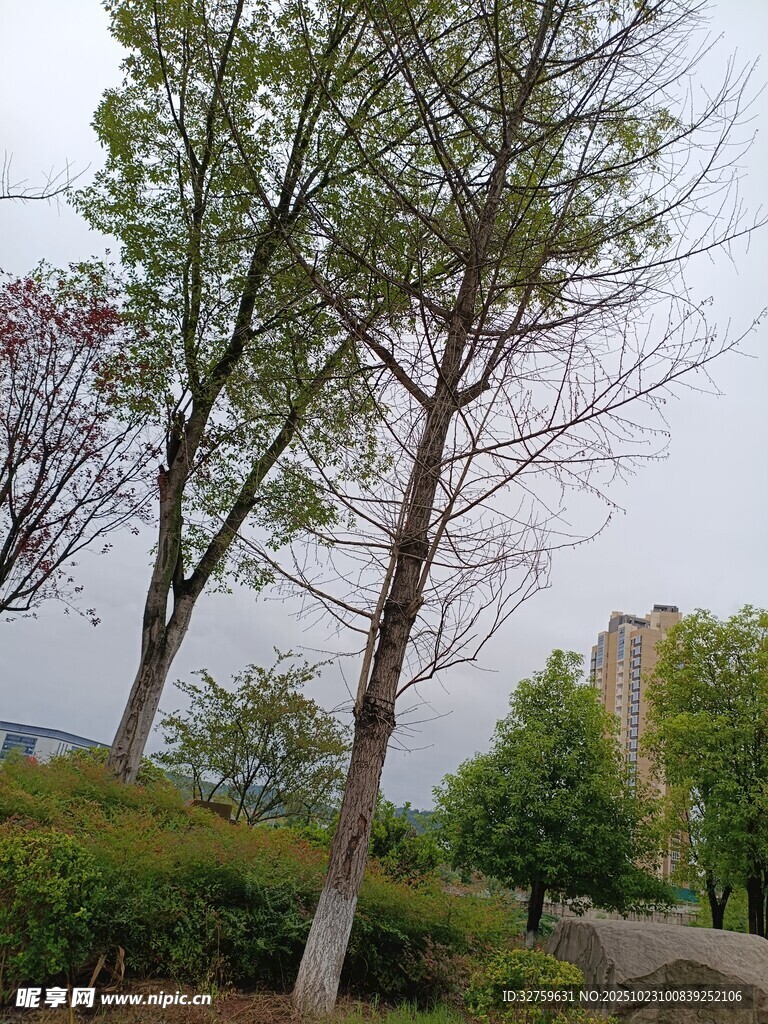 城市中生机盎然的树木景观