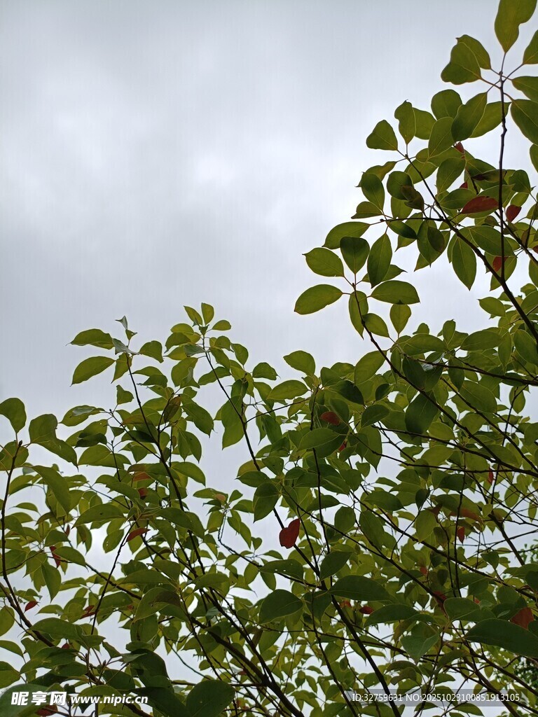 枝头绿叶映灰蒙天空