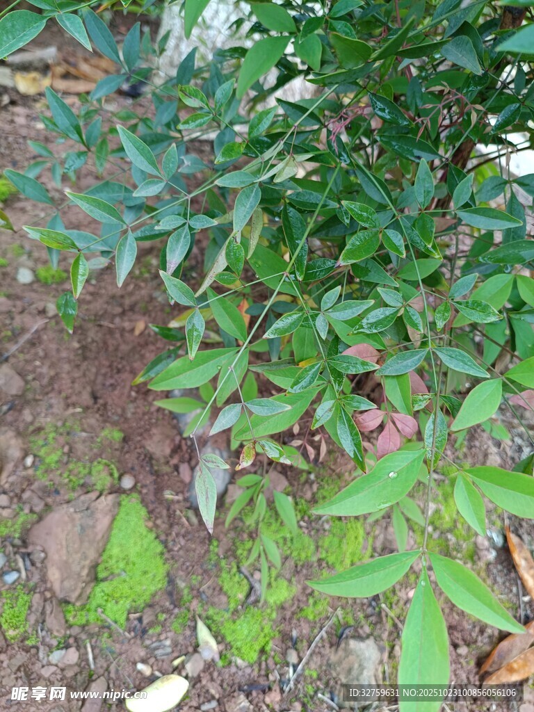 绿叶繁茂的地面植物景观
