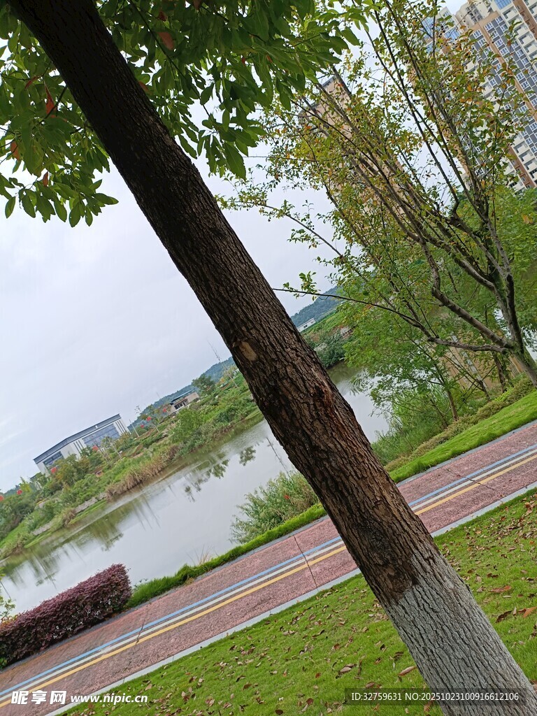 湖边林荫道的宁静景致