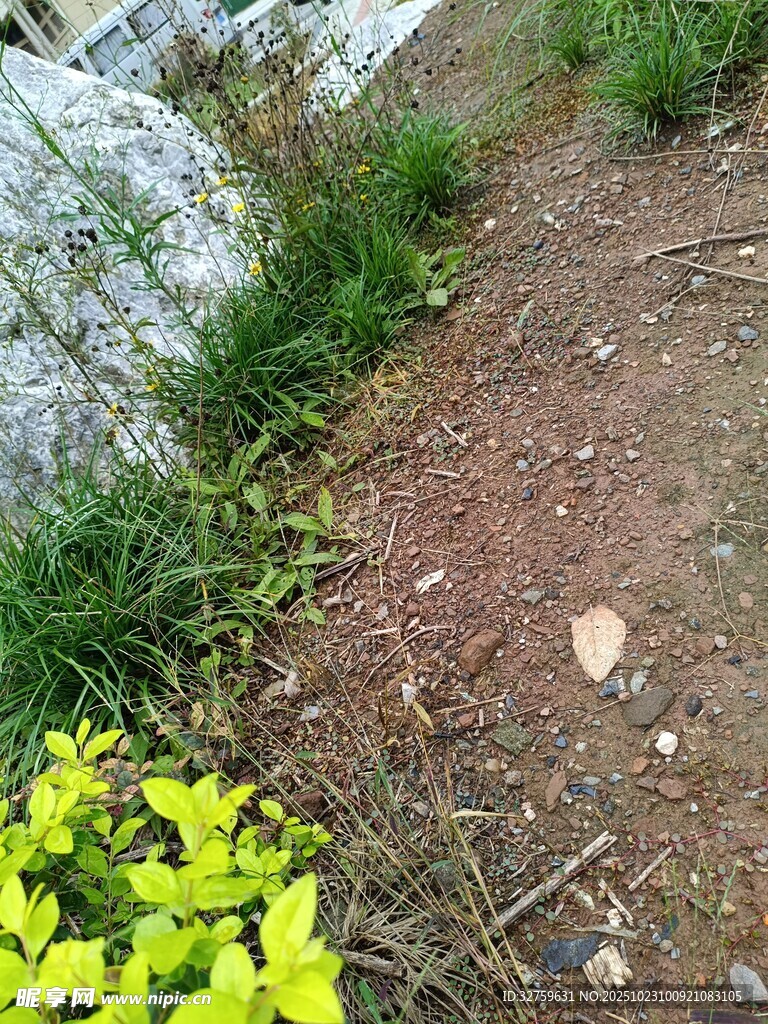山间小径旁的绿植与碎石