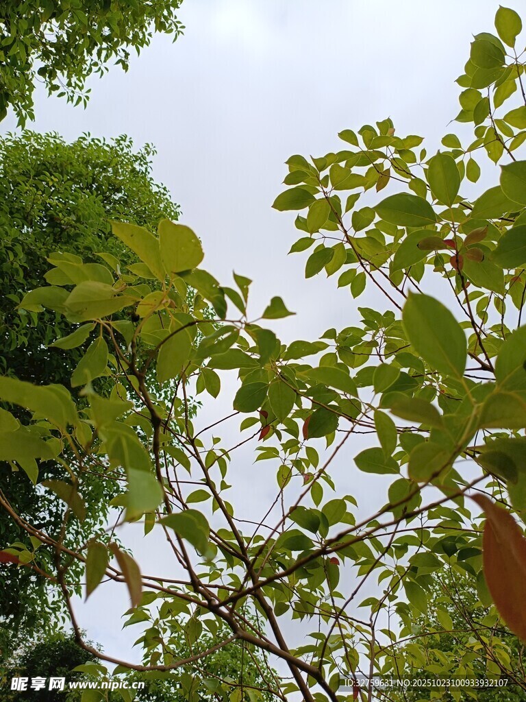 仰视视角下的繁茂绿叶