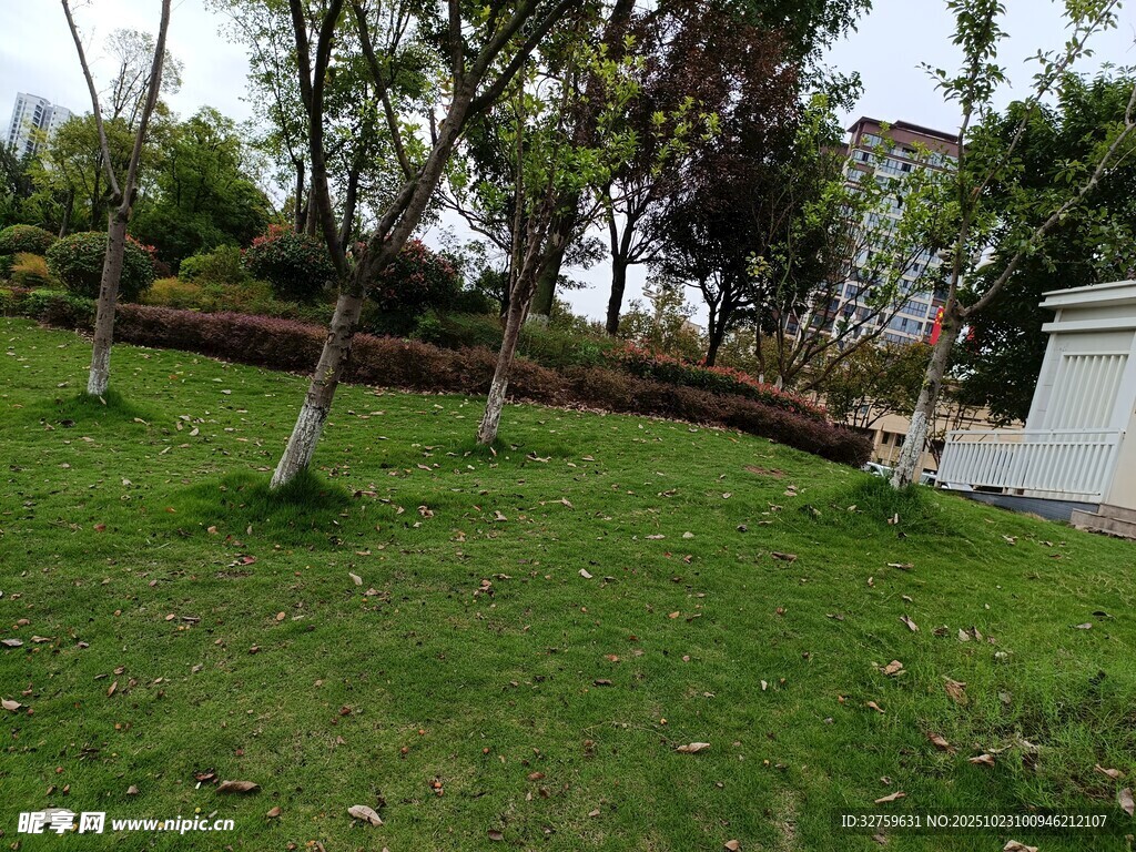 绿意盎然的户外草地景观
