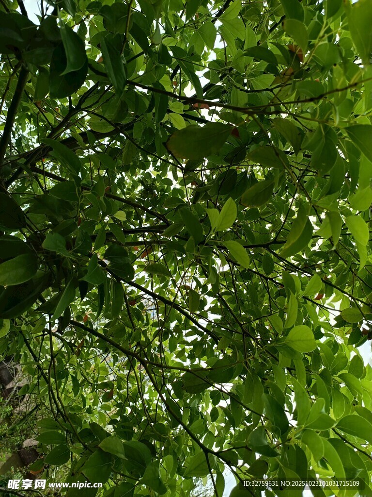 仰视繁茂绿树的清新景象