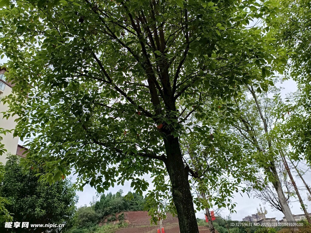高大绿树 