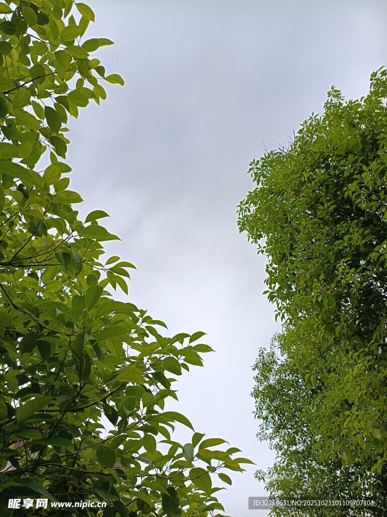 绿树蓝天间的清新景致