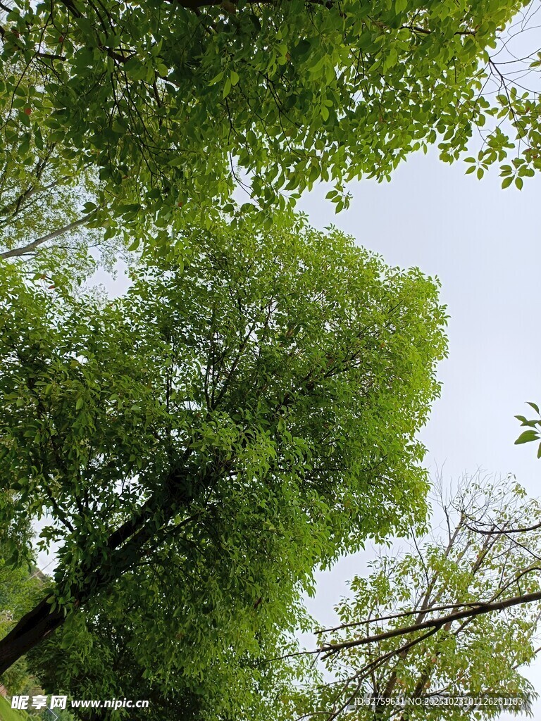 仰视葱郁绿树景观