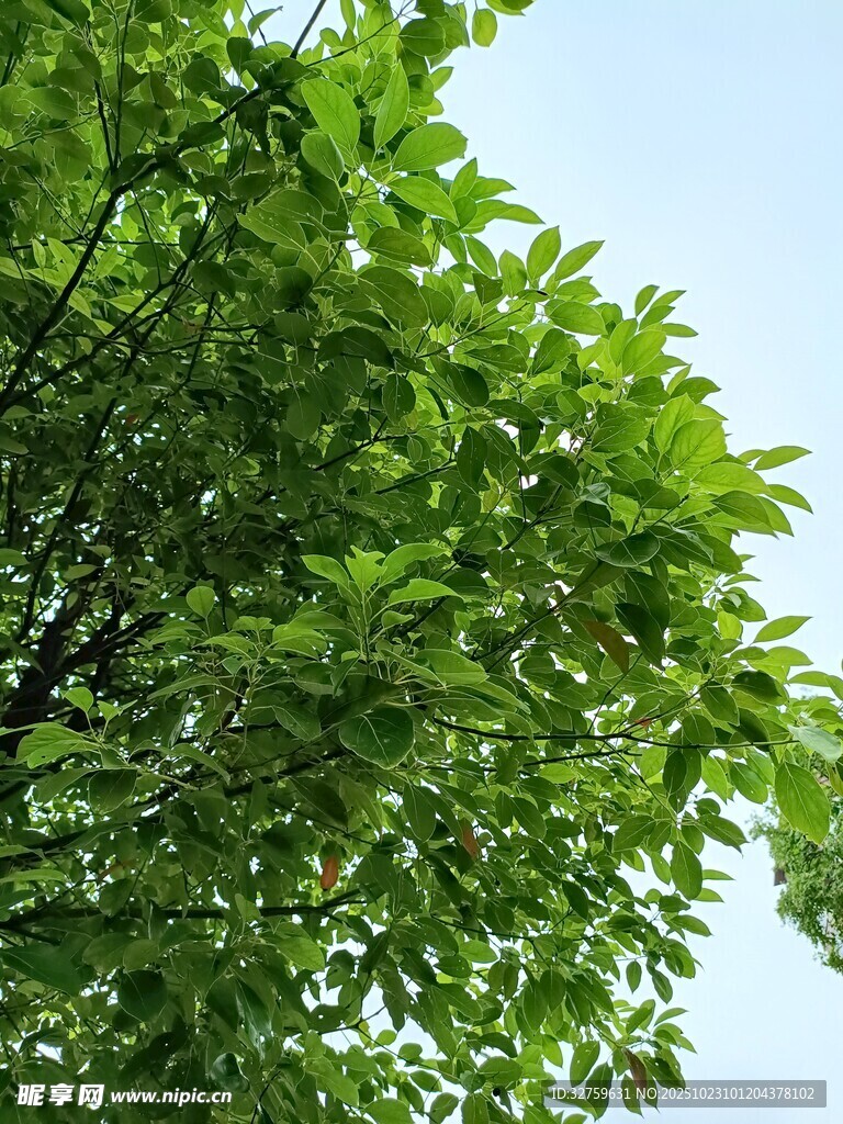 翠绿树叶映衬蓝天