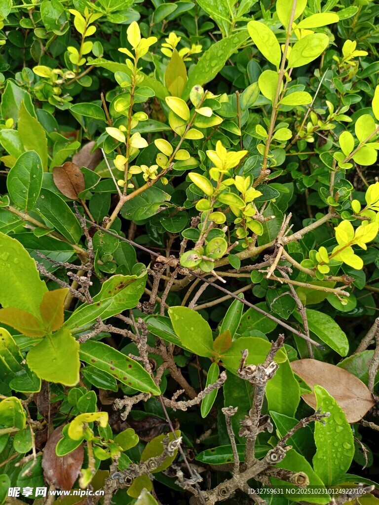 嫩绿叶片的繁茂植物