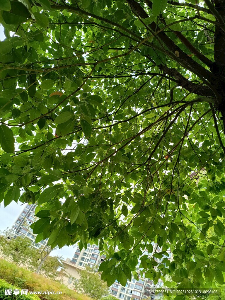 仰视繁茂绿树的清新景象